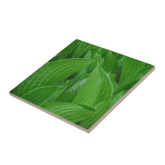Hosta Leaves met Raindrops Tile Tegeltje (Zijkant)