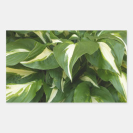 Hosta Leaves Rechthoekige Sticker