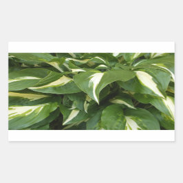Hosta Leaves Rechthoekige Sticker
