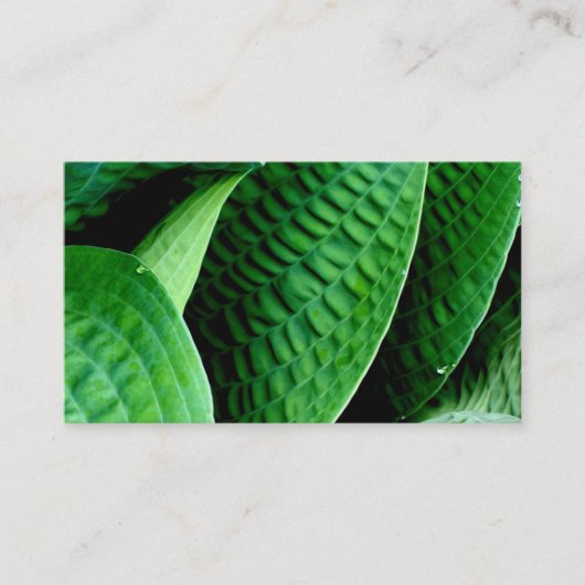 Hosta Leaves Visitekaartje (Voorkant)