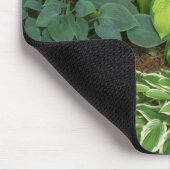 Hosta Muismat (Hoek)