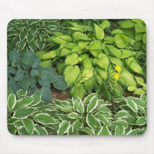 Hosta Muismat (Voorkant)