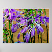 Hosta Paars Flower Garden Poster (Voorkant)