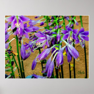 Hosta Paarse Bloem Tuin Poster
