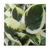 Hosta Plant Bladeren Bloemstuk Tegeltje (Voorkant)