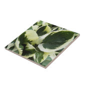 Hosta Plant Bladeren Bloemstuk Tegeltje (Zijkant)