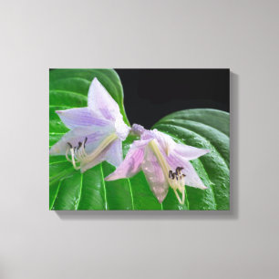 Hosta Plant Leaf en Flowers Canvas Afdruk
