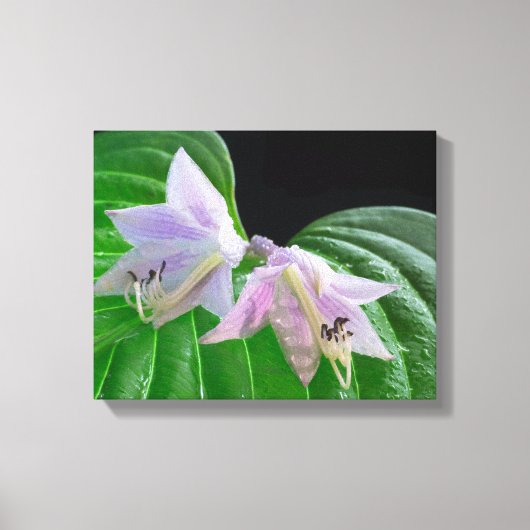 Hosta Plant Leaf en Flowers Canvas Afdruk (Voorkant)
