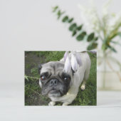 Hosta Pug Briefkaart (Staand voorkant)
