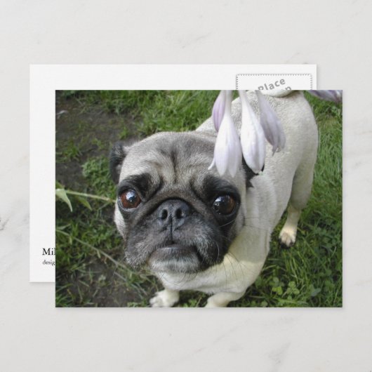 Hosta Pug Briefkaart (Voorkant / Achterkant)