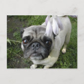 Hosta Pug Briefkaart (Voorkant)