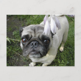 Hosta Pug Briefkaart