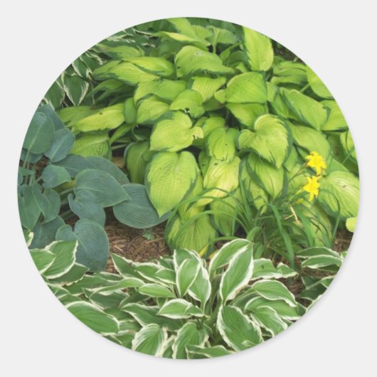 Hosta Ronde Sticker (Voorkant)