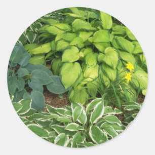 Hosta Ronde Sticker