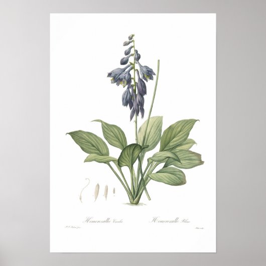 Hosta ventricosa poster (Voorkant)