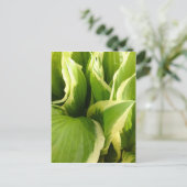 Hostas Briefkaart (Staand voorkant)