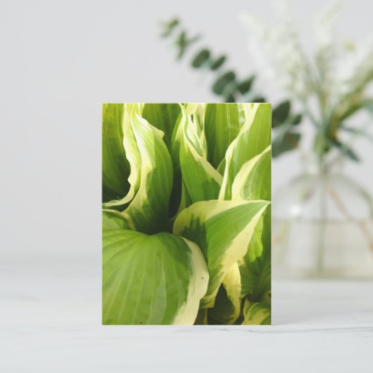 Hostas Briefkaart (Staand voorkant)