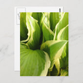 Hostas Briefkaart (Voorkant / Achterkant)