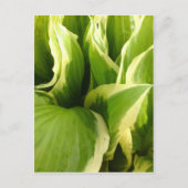 Hostas Briefkaart (Voorkant)