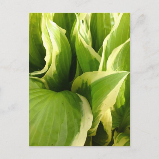 Hostas Briefkaart (Voorkant)