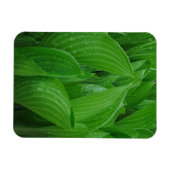 Hosta's met Raindrops Flexibele Magneet (Horizontaal)