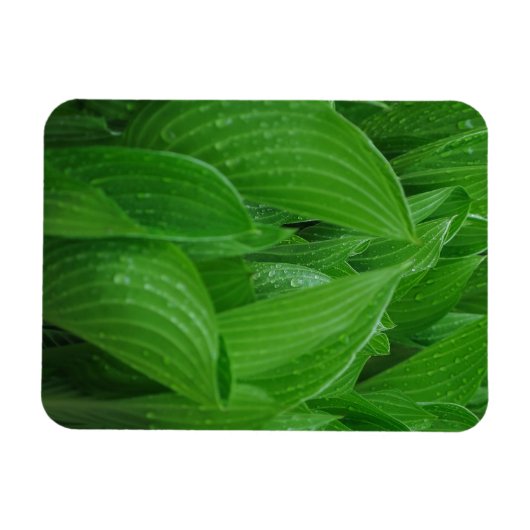 Hosta's met Raindrops Flexibele Magneet (Horizontaal)