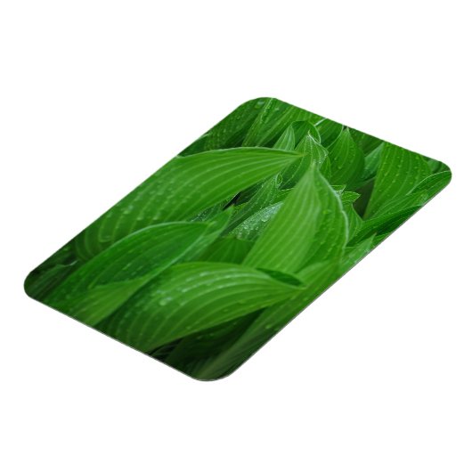 Hosta's met Raindrops Flexibele Magneet (Linkerzijde)