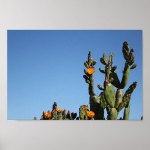 Hot Africa Desert Cactus Plant Pricly Pear Flower Poster