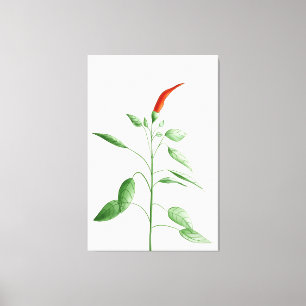 Hot Chili Pepper Plant Botanische illustratie Canvas Afdruk