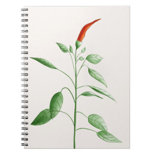 Hot Chili Pepper Plant Botanische illustratie Notitieboek