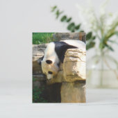 Hot Panda Briefkaart (Staand voorkant)