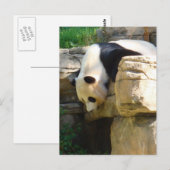 Hot Panda Briefkaart (Voorkant / Achterkant)