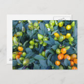 Hot Peppers Plant Briefkaart (Voorkant / Achterkant)