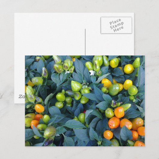 Hot Peppers Plant Briefkaart (Voorkant / Achterkant)