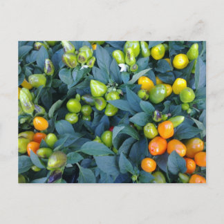 Hot Peppers Plant Briefkaart