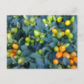 Hot Peppers Plant Briefkaart (Voorkant)