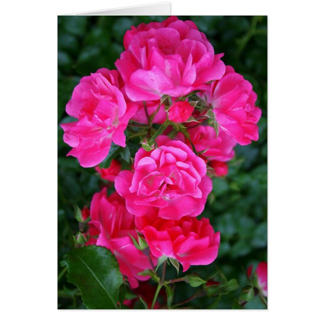 Hot Pink Bouquet (Voorkant)