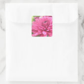 Hot Pink Chrysanthemum Flower Mums Flowers Foto Vierkante Sticker (Tas)