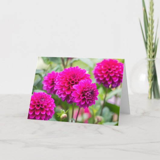 Hot Pink Dahlia Pompom Flowers Kaart (Voorkant)