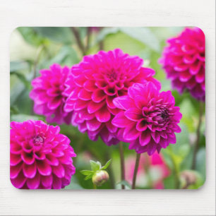 Hot Pink Dahlia Pompom Flowers Muismat