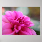 Hot Pink Dahlia Poster (Voorkant)