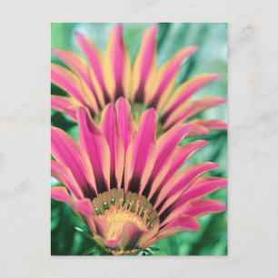 Hot Pink Daisy Petals Briefkaart