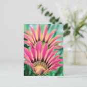 Hot Pink Daisy Petals Briefkaart (Staand voorkant)