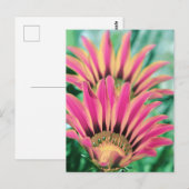 Hot Pink Daisy Petals Briefkaart (Voorkant / Achterkant)