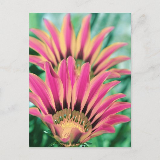 Hot Pink Daisy Petals Briefkaart (Voorkant)