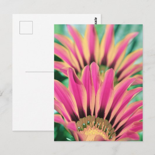 Hot Pink Daisy Petals Briefkaart (Voorkant / Achterkant)