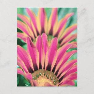 Hot Pink Daisy Petals Briefkaart
