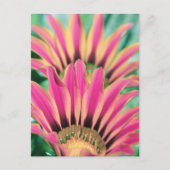 Hot Pink Daisy Petals Briefkaart (Voorkant)