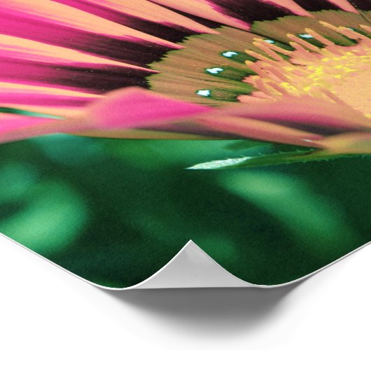 Hot Pink Daisy Petals Poster (Hoek)