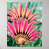 Hot Pink Daisy Petals Poster (Voorkant)